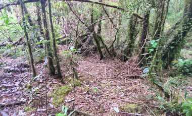 Parcela de 1 hectárea, Polincay.