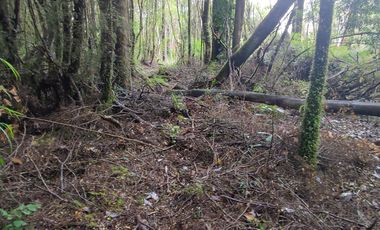 Parcela de 1 hectárea, Polincay.