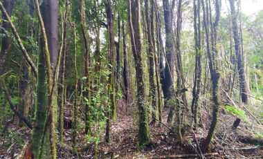 Parcela de 1 hectárea, Polincay.