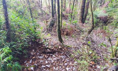 Parcela de 1 hectárea, Polincay.