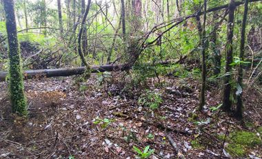 Parcela de 1 hectárea, Polincay.