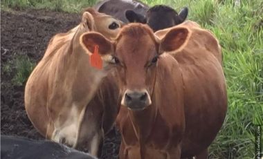 EN VENTA DOS HERMOSAS HACIENDAS EN LA ZONA DE LOS BANCOS, se venden juntas o por separado