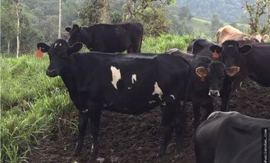 EN VENTA DOS HERMOSAS HACIENDAS EN LA ZONA DE LOS BANCOS, se venden juntas o por separado