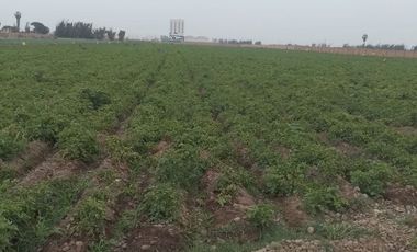 TERRENO DE 45,000 M2 KM 84 PANAMERICANA NORTE VENDO