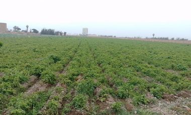 TERRENO DE 45,000 M2 KM 84 PANAMERICANA NORTE VENDO