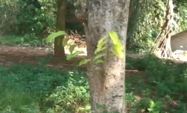 Sewa Kerjasama Tanah Pinggir Jalan Raya Jakarta Bogor Di Parung