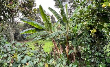 Hacienda en venta en Zalapa