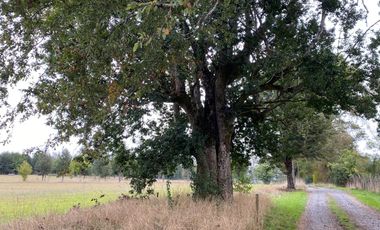 Z O N A S U R . C L TERRENOS EN VENTA VILLARRICA KM 9.5 CAMINO A LONCOCHE.