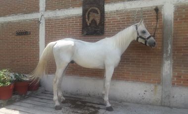 TERRENO CON CABALLERIZAS Y CABAÑA EN VENTA, SAN FRANCISCO TLALCILALCALPAN