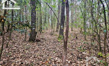 TERRENO LA JOYA, CEBADAS, MINERAL DEL CHICO