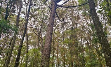 TERRENO LA JOYA, CEBADAS, MINERAL DEL CHICO