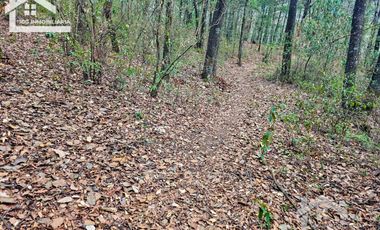 TERRENO LA JOYA, CEBADAS, MINERAL DEL CHICO