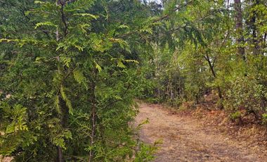 TERRENO LA JOYA, CEBADAS, MINERAL DEL CHICO