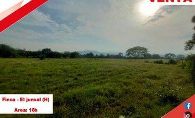 SE VENDE FINCA PRODUCTIVA 16H - EL JUNCAL (PALERMO - HUILA - COL)