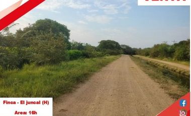 SE VENDE FINCA PRODUCTIVA 16H - EL JUNCAL (PALERMO - HUILA - COL)