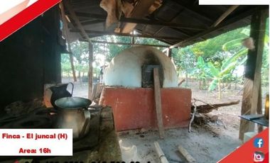 SE VENDE FINCA PRODUCTIVA 16H - EL JUNCAL (PALERMO - HUILA - COL)