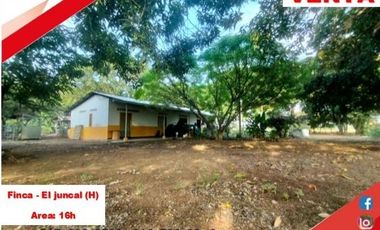 SE VENDE FINCA PRODUCTIVA 16H - EL JUNCAL (PALERMO - HUILA - COL)