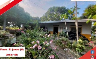 SE VENDE FINCA PRODUCTIVA 16H - EL JUNCAL (PALERMO - HUILA - COL)
