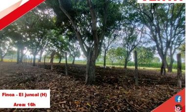 SE VENDE FINCA PRODUCTIVA 16H - EL JUNCAL (PALERMO - HUILA - COL)