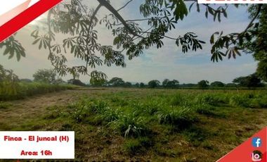 SE VENDE FINCA PRODUCTIVA 16H - EL JUNCAL (PALERMO - HUILA - COL)