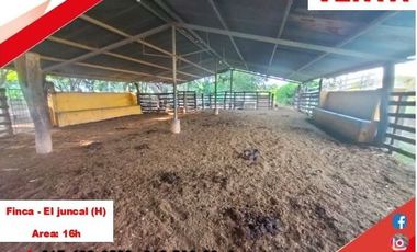 SE VENDE FINCA PRODUCTIVA 16H - EL JUNCAL (PALERMO - HUILA - COL)