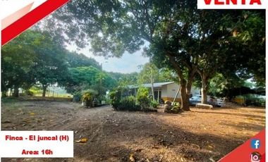 SE VENDE FINCA PRODUCTIVA 16H - EL JUNCAL (PALERMO - HUILA - COL)