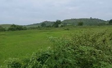 1,355 HECTARES CONSOLIDATED IRRIGATED AGRICULTURAL LAND PARCELS SITUATED ALONG PAVED BRGY ROAD IN MAYANTOK-SAN JOSE-STA IGNACIA, TARLAC, PHILPINES