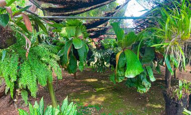 QUINTAS LAS CAMELIAS DISPONIBLE3105883697