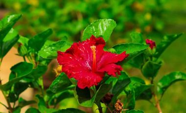 QUINTAS LAS CAMELIAS DISPONIBLE3105883697