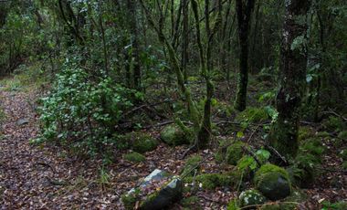 Excelente Parcela de 2,2 ha a orilla de Río Mañío en Panguipulli