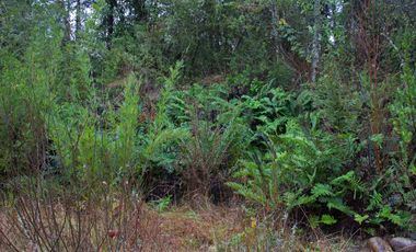 Excelente Parcela de 2,2 ha a orilla de Río Mañío en Panguipulli
