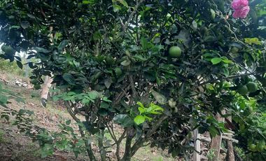 VENDO FINCA EN CACHIPAY