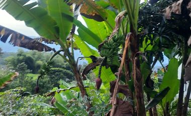 VENDO FINCA EN CACHIPAY