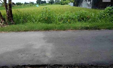 Tanah Strategis Pinggir Jalan Luas 1430m2 Desa Kalitirto Berbah Sleman Jogyakarga