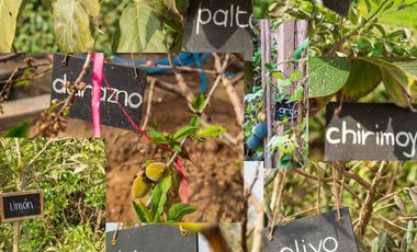 LINDA CASA DE CAMPO CON PRECIOSA ÁREA VERDE y ÁRBOLES FRUTALES 🔆🏡