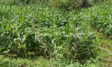 DIJUAL LAHAN Kebun kelapa, siap panen di Tulung agung