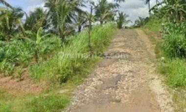 DIJUAL LAHAN Kebun kelapa, siap panen di Tulung agung