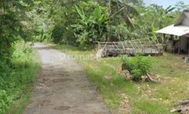 DIJUAL LAHAN Kebun kelapa, siap panen di Tulung agung