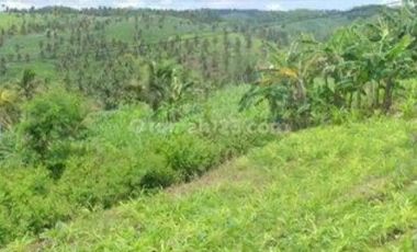 DIJUAL LAHAN Kebun kelapa, siap panen di Tulung agung