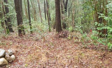 Ultimas Parcela Ecológicas Los Coigües, Valdivia Precio desde UF 1.550