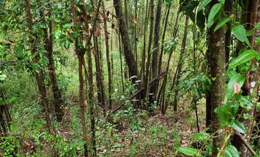 Ultimas Parcela Ecológicas Los Coigües, Valdivia Precio desde UF 1.550