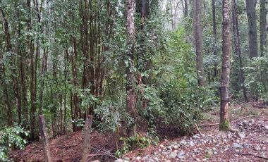 Ultimas Parcela Ecológicas Los Coigües, Valdivia Precio desde UF 1.550