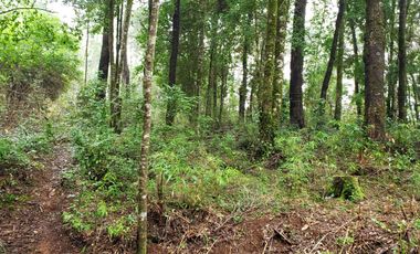 Ultimas Parcela Ecológicas Los Coigües, Valdivia Precio desde UF 1.550