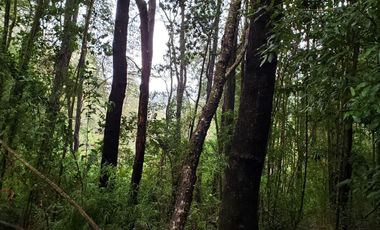 Ultimas Parcela Ecológicas Los Coigües, Valdivia Precio desde UF 1.550