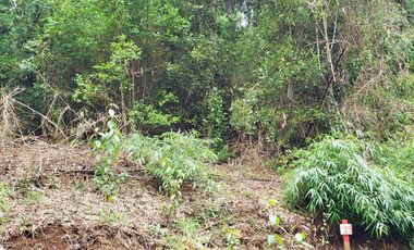 Ultimas Parcela Ecológicas Los Coigües, Valdivia Precio desde UF 1.550