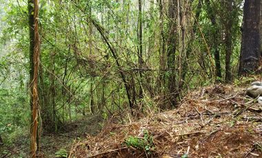 Ultimas Parcela Ecológicas Los Coigües, Valdivia Precio desde UF 1.550