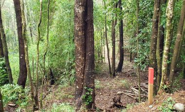 Ultimas Parcela Ecológicas Los Coigües, Valdivia Precio desde UF 1.550