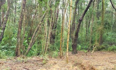 Ultimas Parcela Ecológicas Los Coigües, Valdivia Precio desde UF 1.550