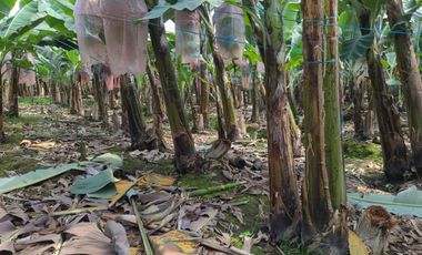 Hacienda de Venta en Milagro