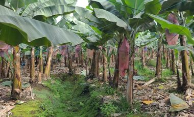 Hacienda de Venta en Milagro
